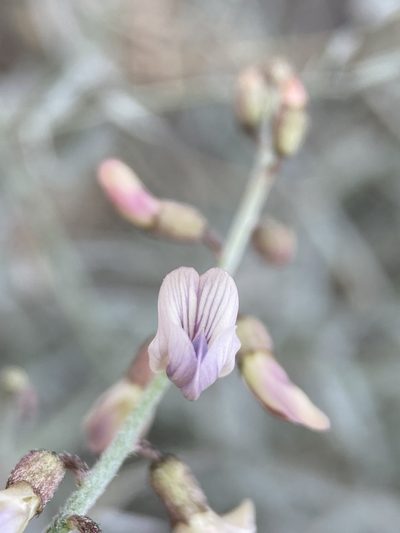 Astragalus solitarius, photographed by Matt Berger