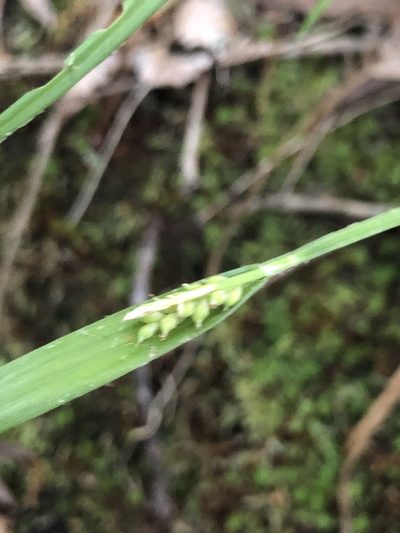Carex kraliana, photographed by John Kees