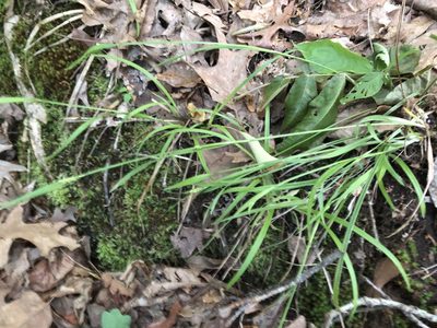 Carex kraliana, photographed by John Kees
