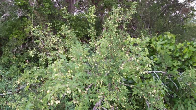 Berberis swaseyi, photographed by Noland Martin