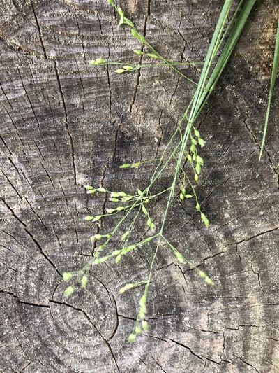 Dichanthelium angustifolium, photographed by John Kees