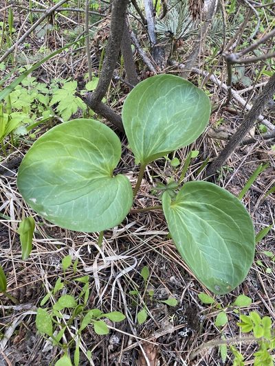 Trillium petiolatum, photographed by marek