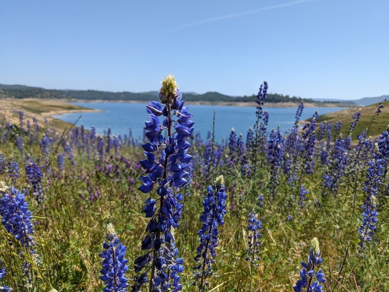 Lupinus benthamii, photographed by Alexandre Passos