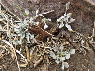 Eriogonum tenellum, photographed by Annika Lindqvist