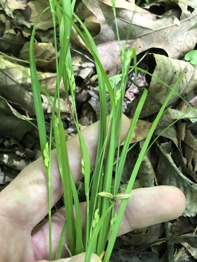 Carex planispicata, photographed by John Kees