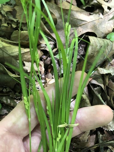 Carex planispicata, photographed by John Kees