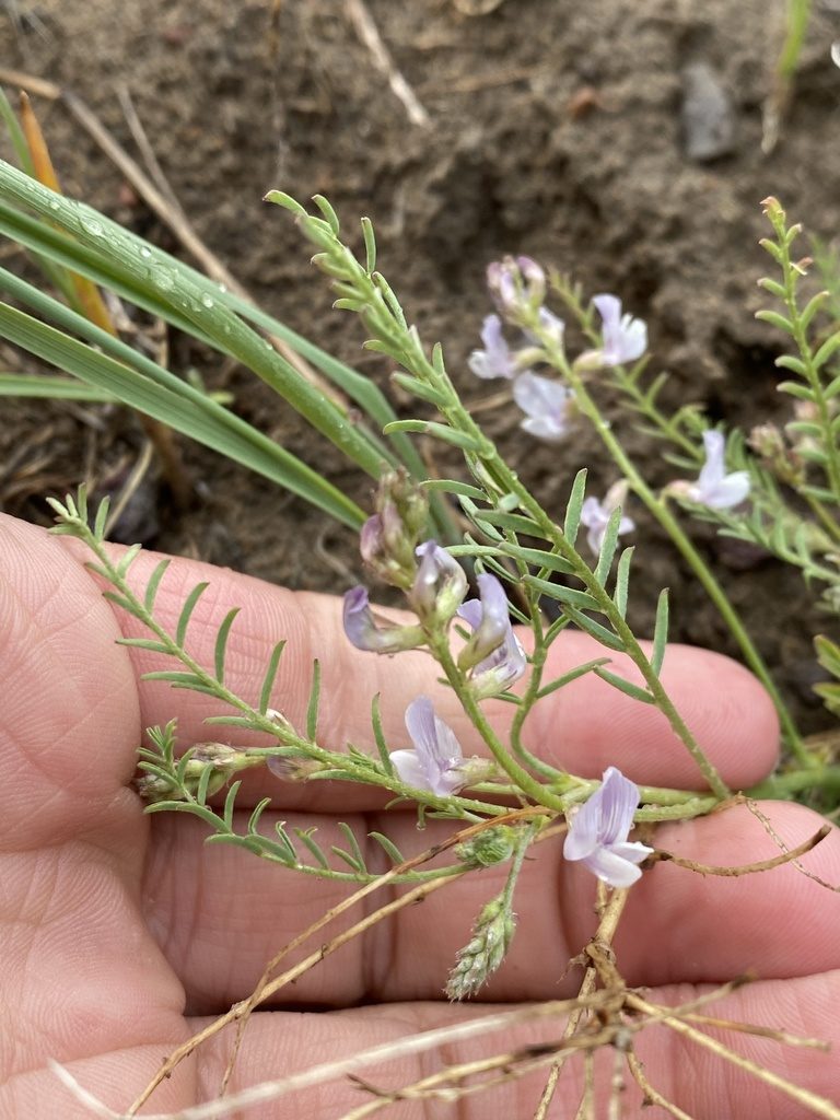 Astragalus mulfordiae, photographed by Matt Berger