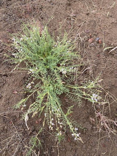 Astragalus mulfordiae, photographed by Matt Berger