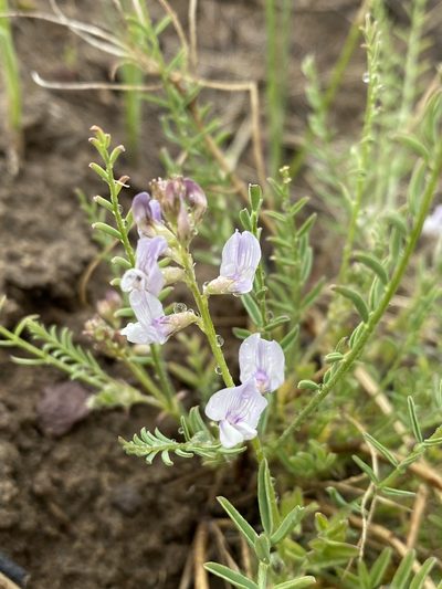 Astragalus mulfordiae, photographed by Matt Berger