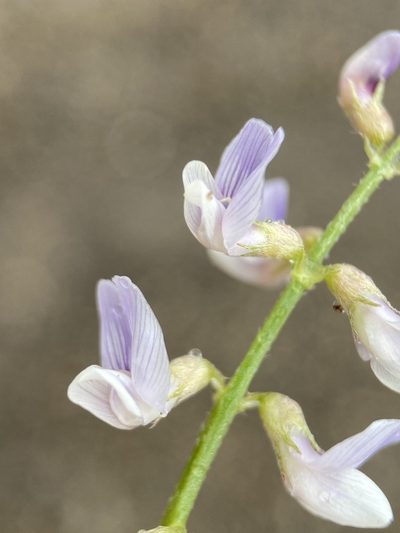 Astragalus mulfordiae, photographed by Matt Berger