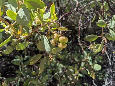 Arctostaphylos mewukka, photographed by Alexandre Passos