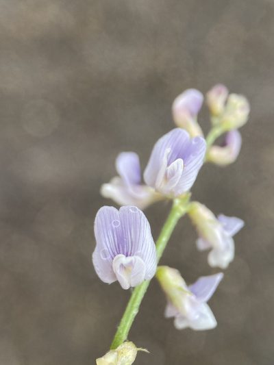 Astragalus mulfordiae, photographed by Matt Berger