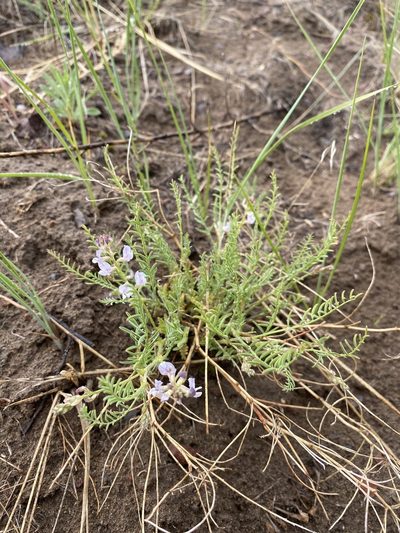 Astragalus mulfordiae, photographed by Matt Berger