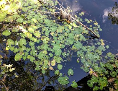 Nymphoides hydrophylla, photographed by John Brew