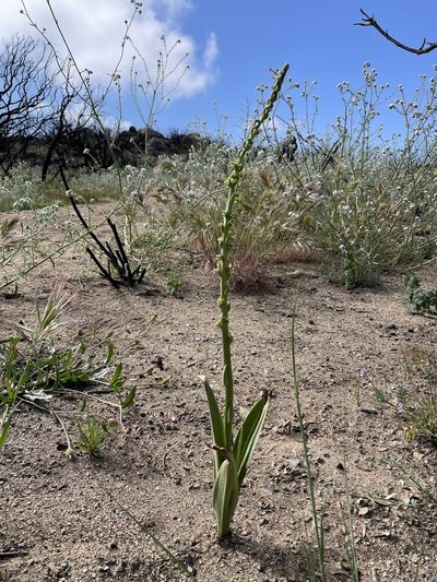 Platanthera cooperi, photographed by Madeleine Claire