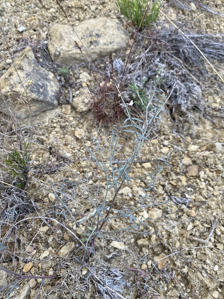 Astragalus solitarius, photographed by Matt Berger