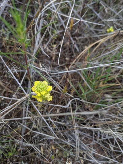 Castilleja lacera, photographed by Alexandre Passos