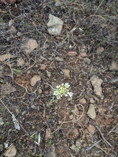 Allium tuolumnense, photographed by Alexandre Passos