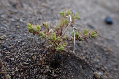 Loeflingia squarrosa, photographed by Madeleine Claire