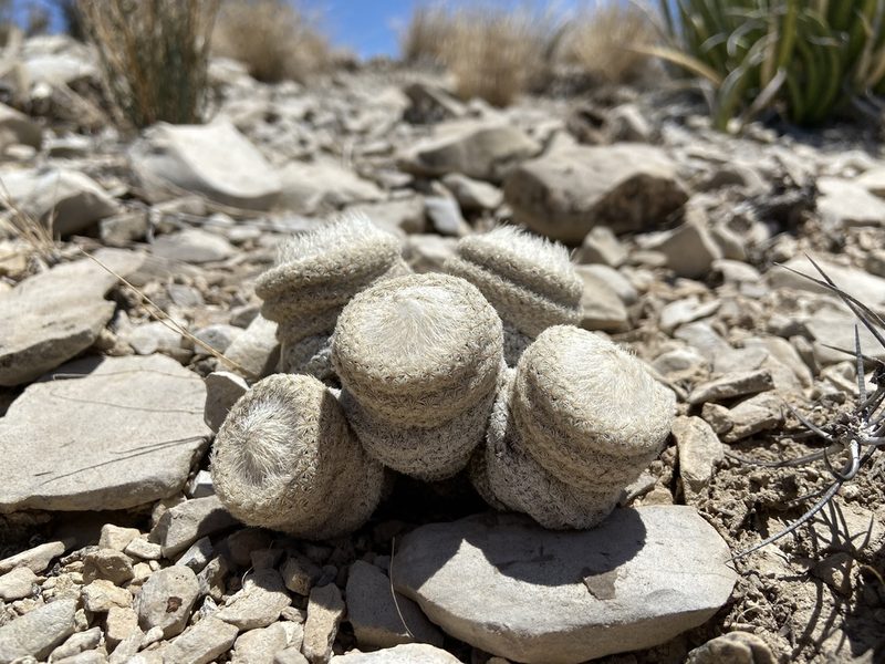 Epithelantha bokei, photographed by Reid Hardin