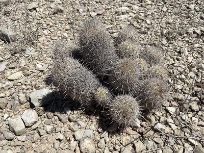 Coryphantha echinus, photographed by Reid Hardin