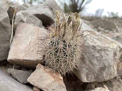 Sclerocactus warnockii, photographed by Reid Hardin