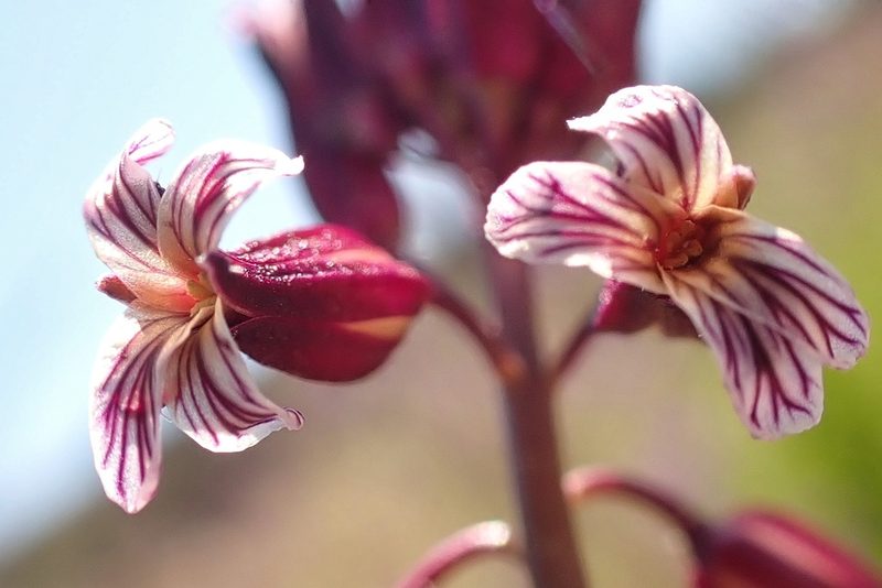 Streptanthus heterophyllus, photographed by Madeleine Claire