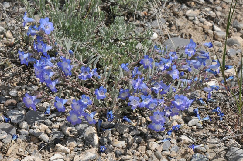 Penstemon pumilus, photographed by Todd Boland