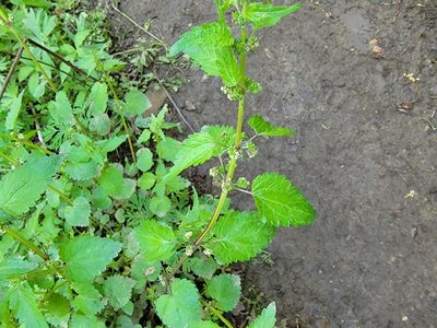 Urtica chamaedryoides, photographed by Elias