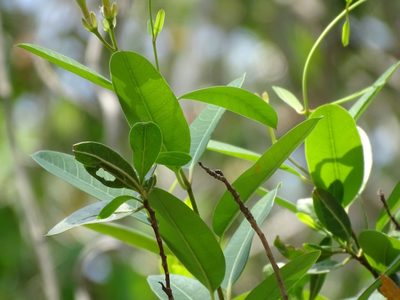 Rhabdadenia biflora, photographed by Alexis López Hernández