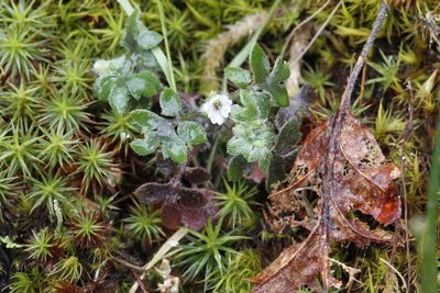 Nemophila pedunculata, photographed by J Straka