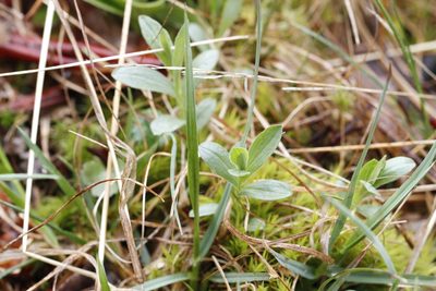 Sericocarpus rigidus, photographed by J Straka