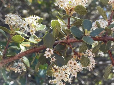 Ceanothus pauciflorus, photographed by Madeleine Claire