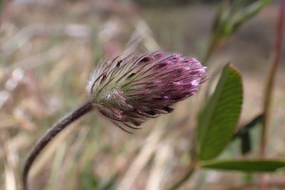 Trifolium albopurpureum, photographed by Madeleine Claire