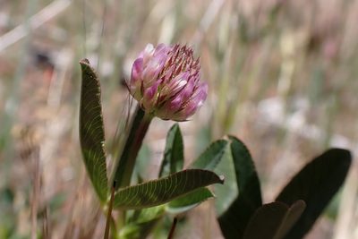 Trifolium ciliolatum, photographed by Madeleine Claire