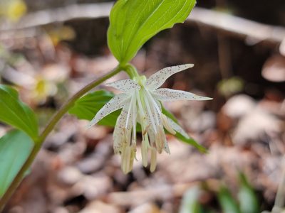 Prosartes maculata, photographed by Elias