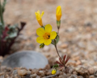 Leptosiphon chrysanthus, photographed by Nora Bales