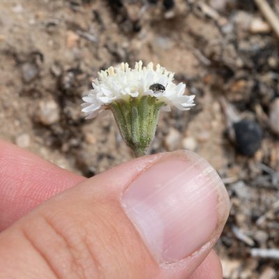 Chaenactis stevioides, photographed by Nora Bales