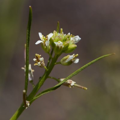 Streptanthus lasiophyllus, photographed by Ken-ichi Ueda