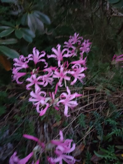 Nerine bowdenii, photographed by Richard Davies