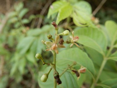 Cipadessa baccifera, photographed by Seema Merchant