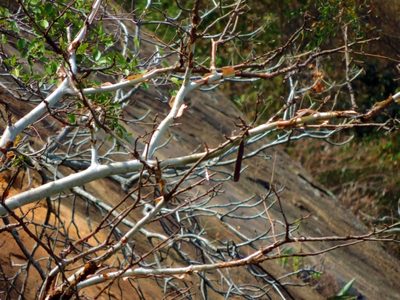 Albizia tanganyicensis, photographed by i_c_riddell