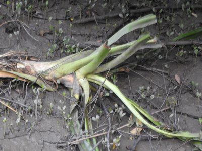 Crinum asiaticum, photographed by Greg Tasney
