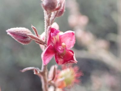 Krameria ixine, photographed by Jean-Paul Boerekamps