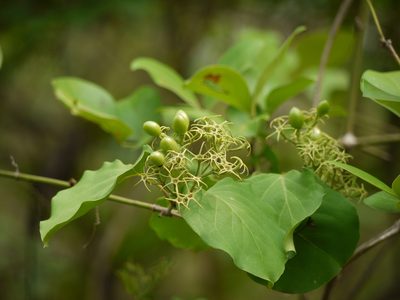 Jasminum malabaricum, photographed by Dinesh Valke