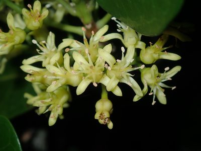 Acronychia imperforata, photographed by Thomas Mesaglio