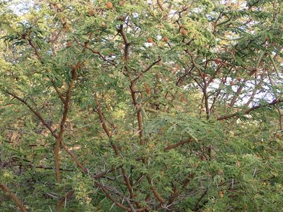 Vachellia tortuosa, photographed by Jean-Paul Boerekamps