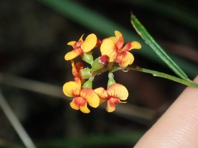 Chorizema parviflorum, photographed by Thomas Mesaglio