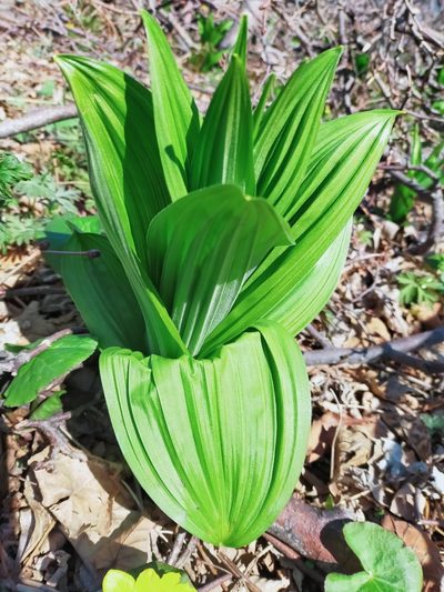 Veratrum dahuricum, photographed by Viola Alekseeva