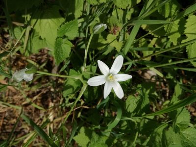 Ornithogalum divergens, photographed by Andrea Meucci